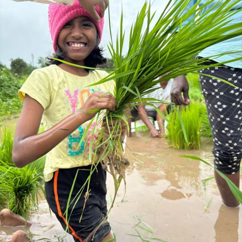 Rice plantation blog2