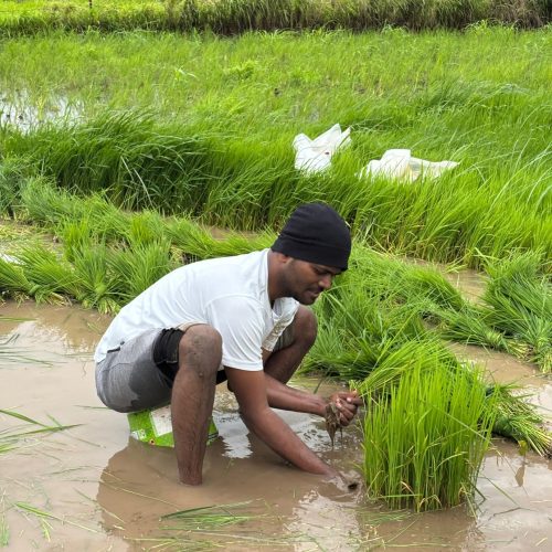 Rice plantation blog3