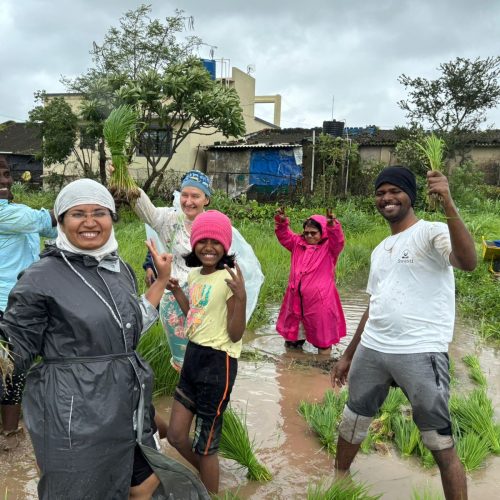 Rice plantation blog4