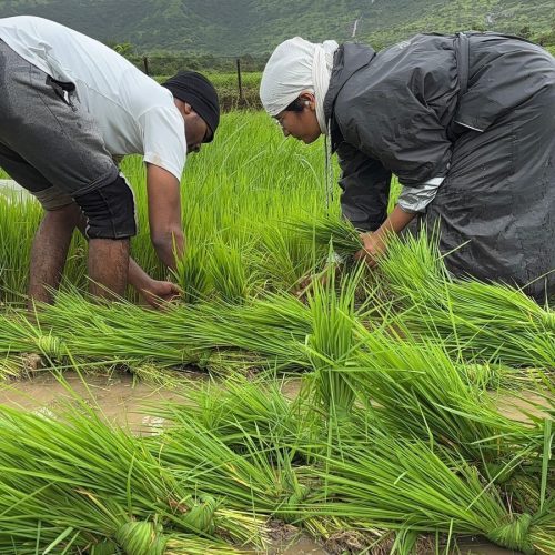 Rice plantation blog5